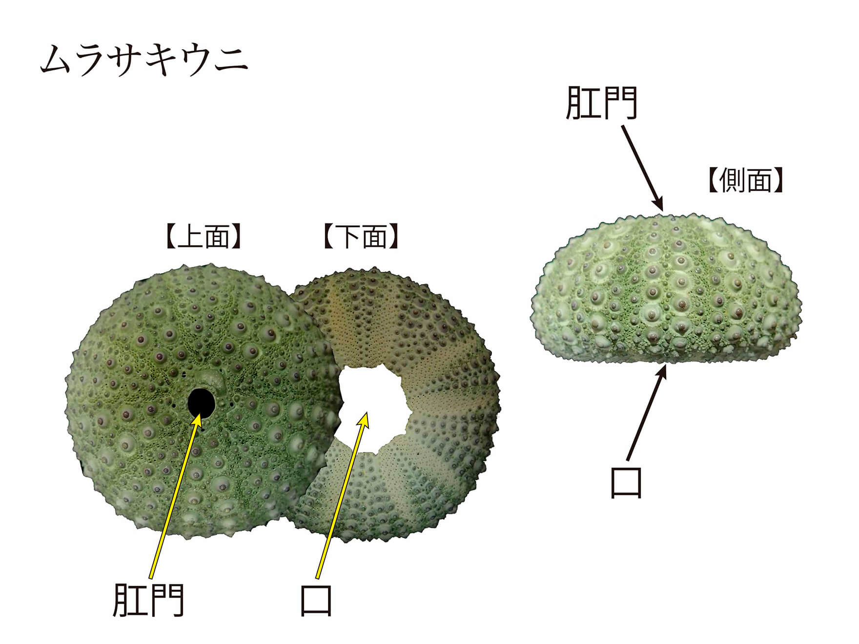うにの知識 旬や味わい、殻の剥き方などの食べ方をご紹介 旅する久世福e商店