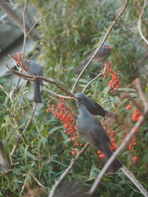 ロシアンオリーブの実は食べれる? 11月4日 金 晴れ加古川市の外構・高砂市の外構・エクステリア工事はチェリーブロッサムガーデン