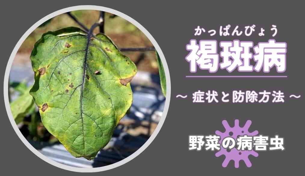 オクラに白カビが！まだ食べれるのかどうか検証してみたら意外な事実が！生活知恵袋