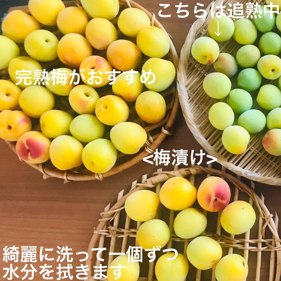 大林洋子さんに教わる、梅干しの干し方 - hushykke ハシュケキナリノモール