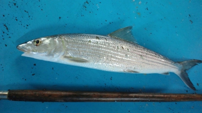 ギス ソトイワシ目 ギス科 釣魚図鑑釣割