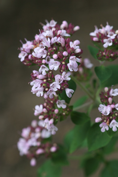 Ma YuLan高品質オーガニックハーブ乾燥マジョラムオレガノの葉