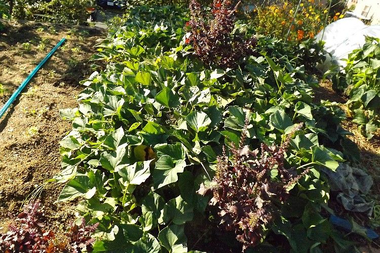 サツマイモの収穫～収穫時期の判断は？～ : 毎日が日曜 晴耕雨読な日々