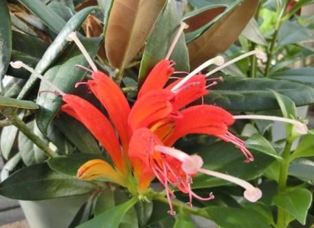 キャッツテール特徴と育て方 - ガーデニングの図鑑