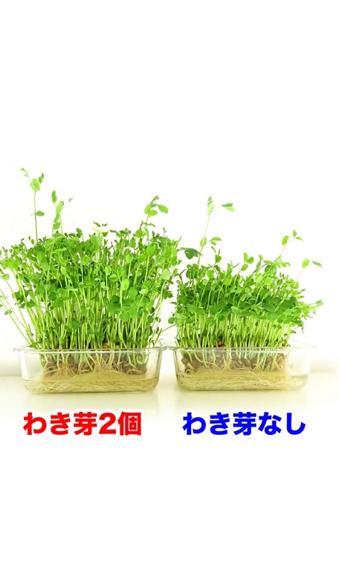 包丁は豆苗を切るだけ！ 村上農園の簡単肉巻きレシピが話題 – grapeグレイプ