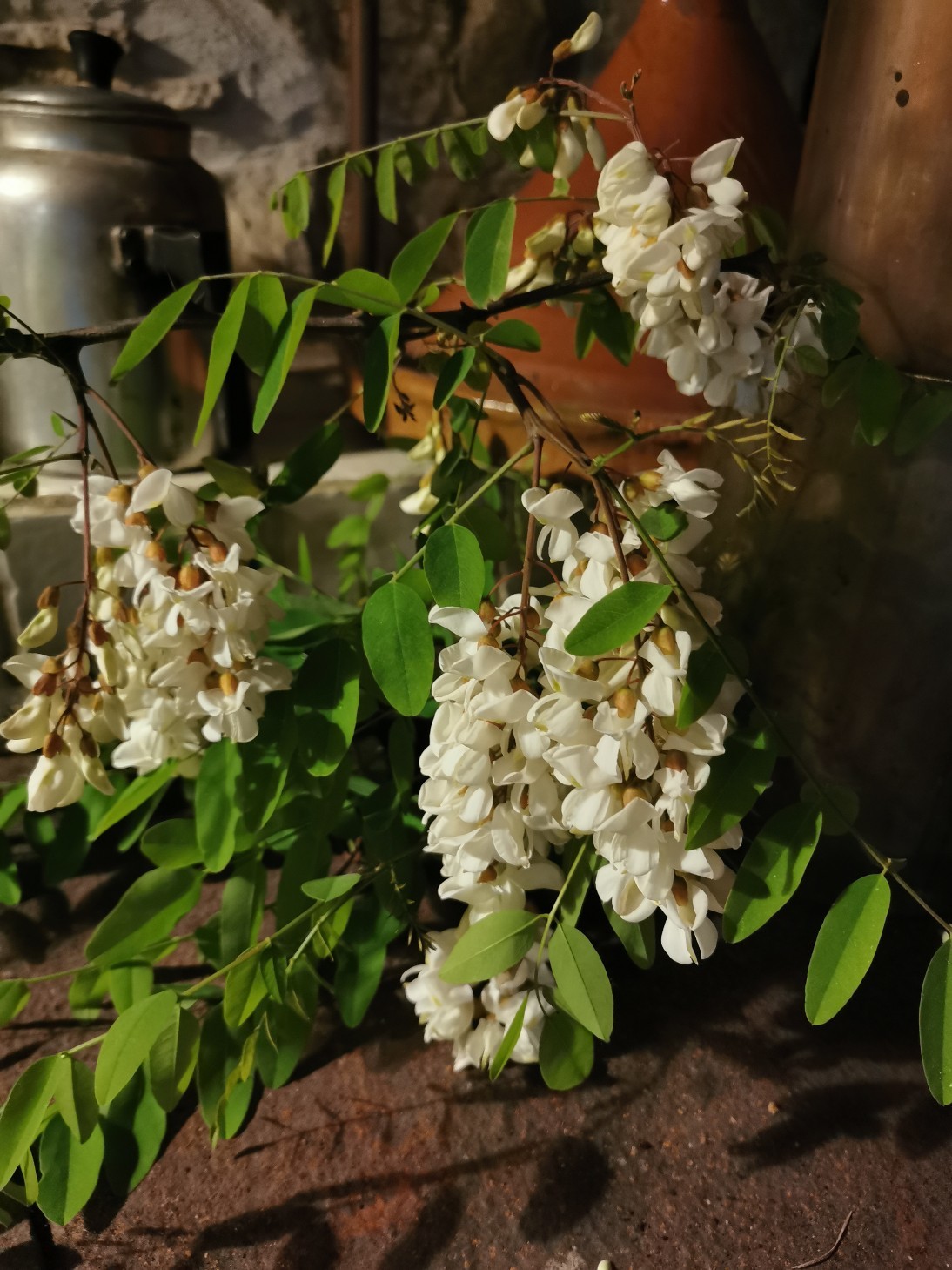 ニセアカシアの花de天ぷら