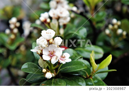 モッコク 木斛- 庭木図鑑 植木ペディア