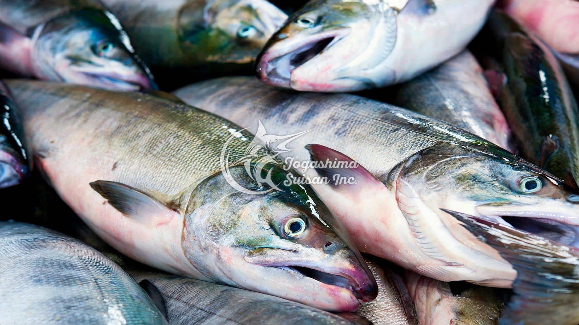 持続可能な漁業と シイラ 鬼頭刀 の可能性 - Taiwan Panorama