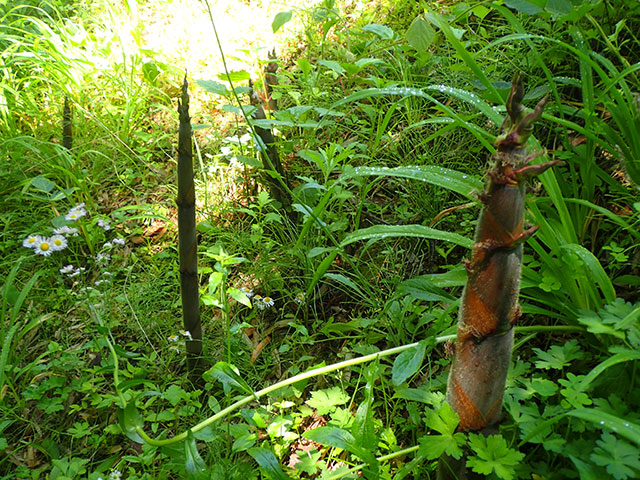 破竹の勢い！ - いなか道の駅 やしまや