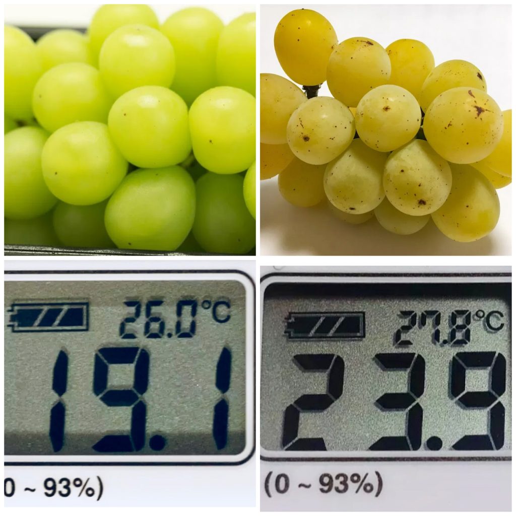 シャインマスカット 甘いのは緑or黄色？ 美味しいぶどう選び - ウェザーニュース