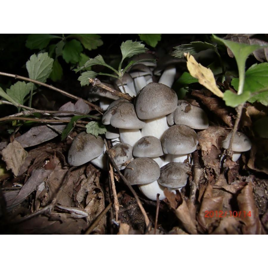 コストコの新作「マスカルポーネロール」を定番品と食べ比べ！ 簡単アレンジもご紹介: mammemo