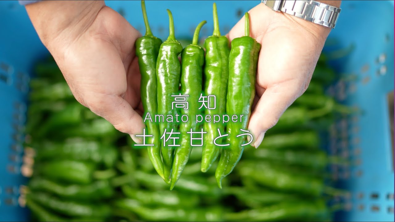 サラダ甘長とうがらし - 家庭de菜園～うぇぶたねやさん～