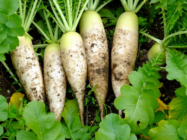 大根の種まきが遅れるとどうなる？挽回策と栽培時期の全て