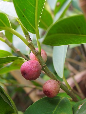 ガジュマルの果実がお好きのようで・小笠原マルベリ