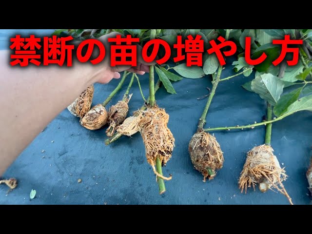 アボカドの挿し木方法と挿し木の適切な時期 アボカドの挿し木検証: ひまチュンの機械ブログ