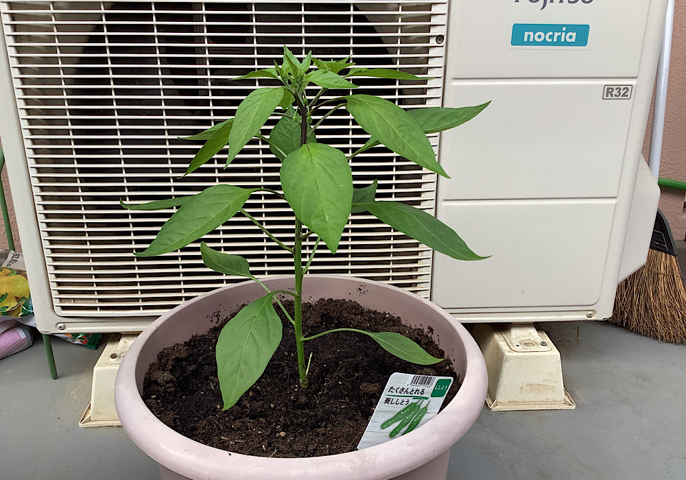 大長とうがらし ししとう- e-種や国内最大級の野菜種・花種・苗・農業資材の販売店