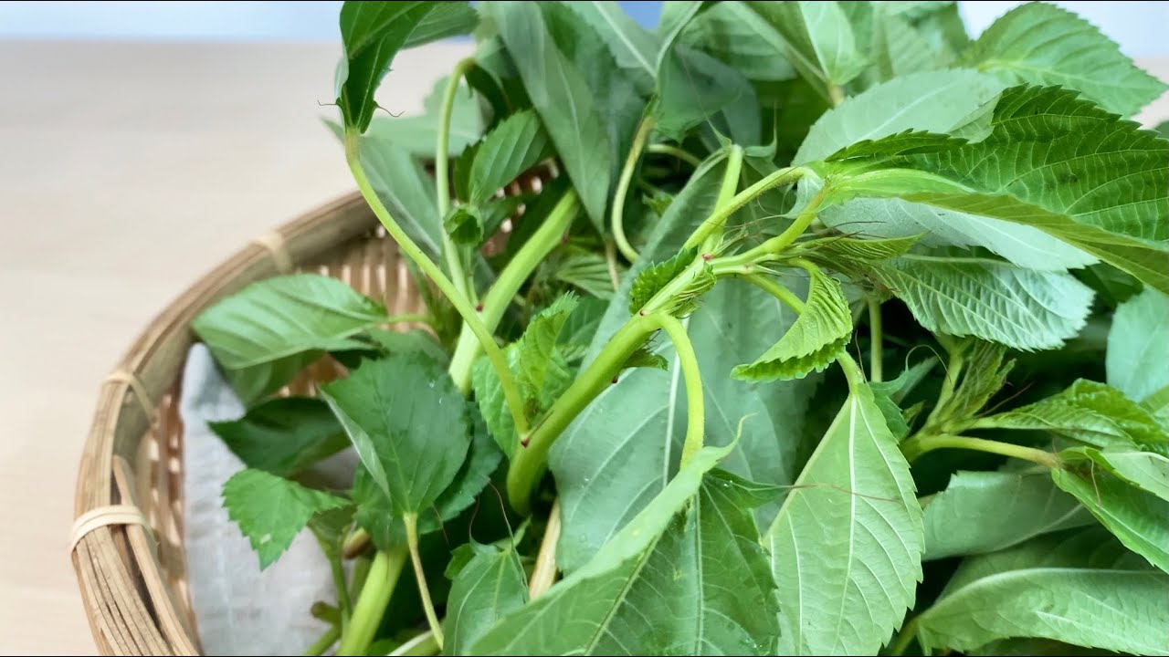 やらなきゃもったいない！「モロヘイヤ」冷凍ストック術 野菜のプロ 農業女子歴15年が伝授！ 榎本房枝- エキスパート - Yahoo!ニュース