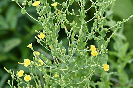 家庭菜園 『リーフレタス』の成長と収穫・とう立ち後の開花～外葉を「かきとり収穫」して長く楽しむ！ - パパの手間いらず庭づくり＋