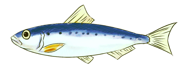 イワシリアルイラスト無料イラスト・フリー素材なら「イラストAC」