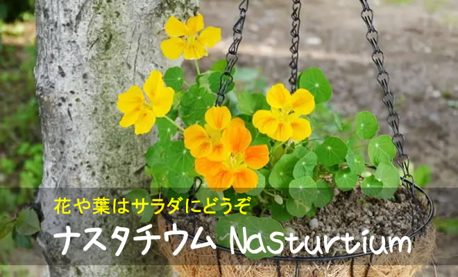 ナスタチウムの育て方 種まきの時期は？夏越しは