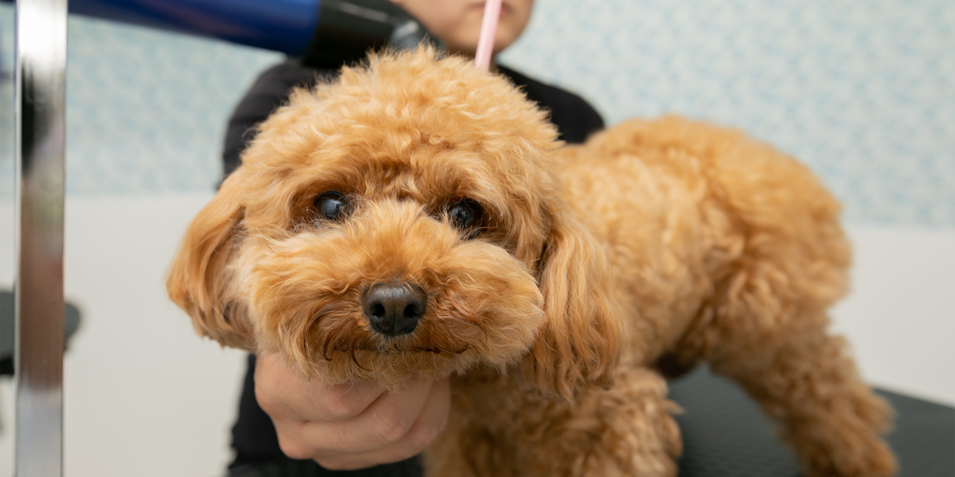 わたあめカット ビションフリーゼTikTok