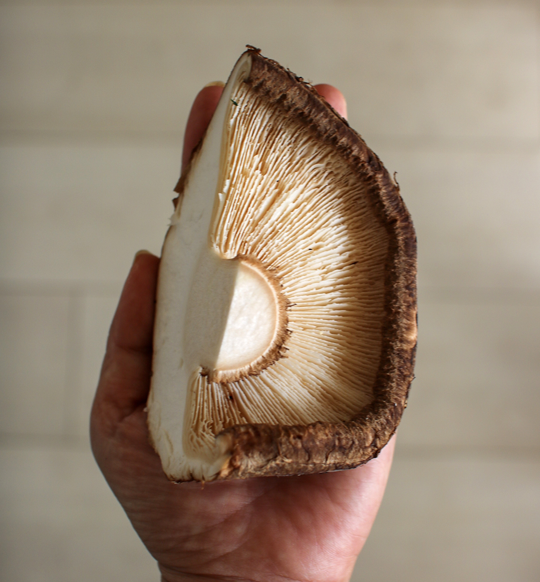 奥能登で栽培される“幻のしいたけ”！能登産原木生しいたけ「のと115」おうちごはん