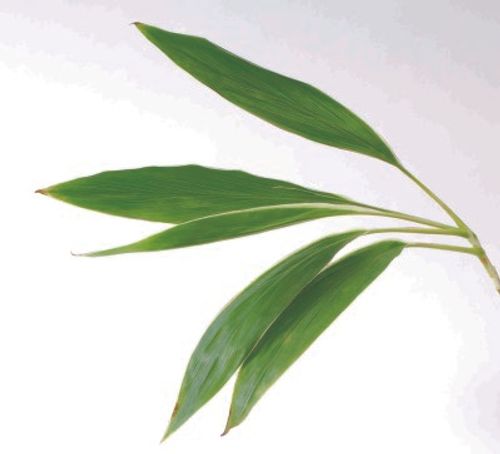 自分で作れる花束 葉の使い方 庭の葉でも使えます