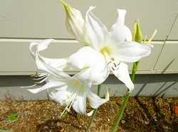 キウイフルーツのしくみを解説～葉っぱ・花・実のはたらき～こびとの農園