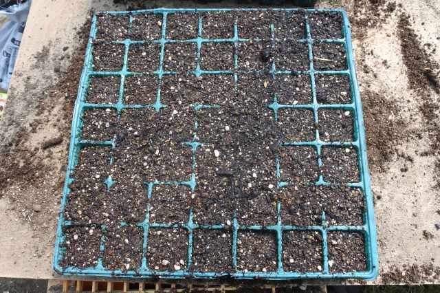 ４月中旬の植付を目指しナス苗の鉢上げとトマトの種まき園芸日記by果物屋 Toshiみんなの趣味の園芸775784