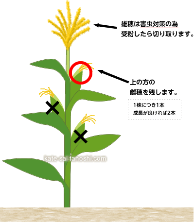 スイートコーンを育ててみようvalor-navi バローナビ