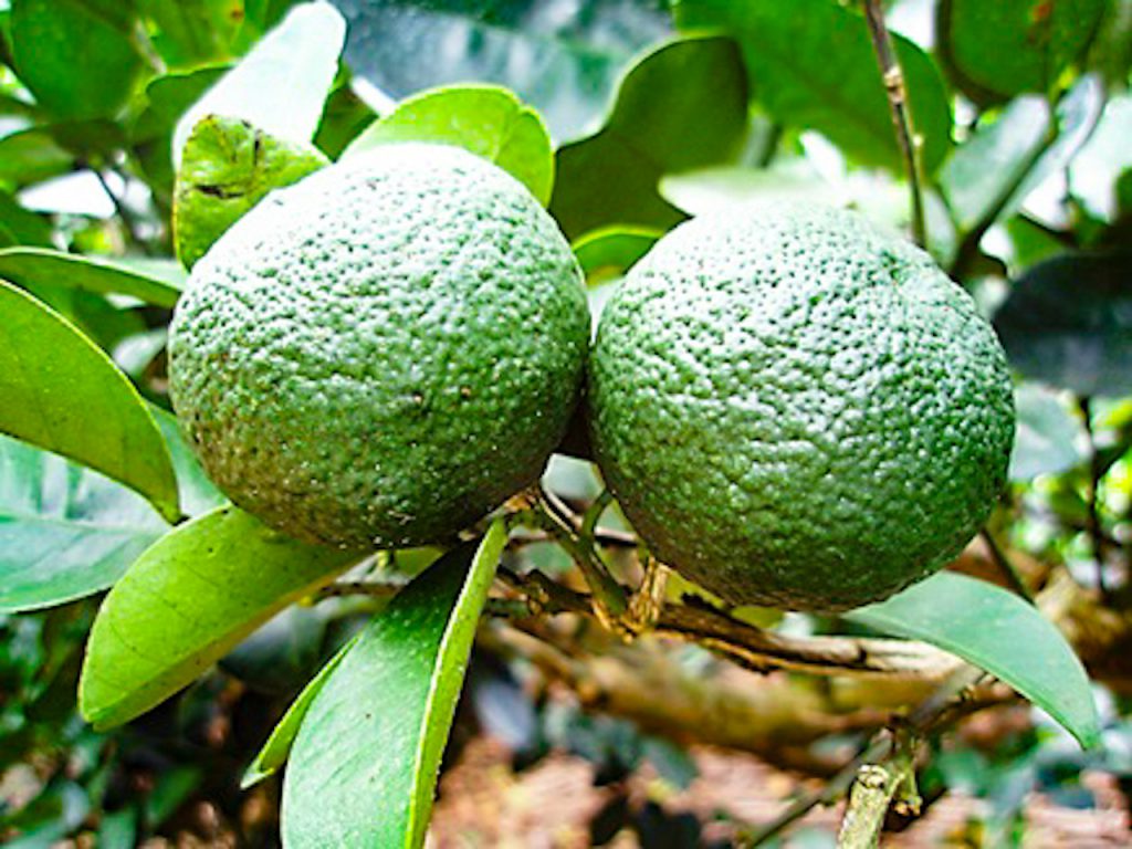 沖縄冬の柑橘類と言えば - パイン坊のブログ