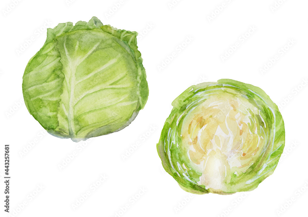 紫キャベツスーパーリアルイラスト670233 のイラスト素材 - アフロ