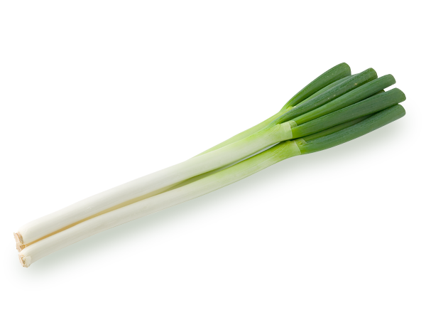 楽天市場 根深ネギ ホワイトツリー タキイ交配 10ml 家庭菜園 野菜 種 種子 ガーデニング 栽培 農業 野菜作り 野菜 おすすめ 通販 タキイ 葱ねぎ ネギ 根深ねぎ : カワシマ園芸 楽天市場店