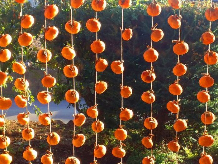 干し柿作りのコツ 熱湯or焼酎で殺菌消毒は、本当に必要だろうか