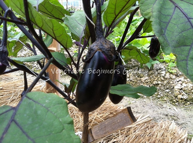 タキイのナス栽培マニュアル野菜栽培マニュアル調べるタキイ種苗株式会社