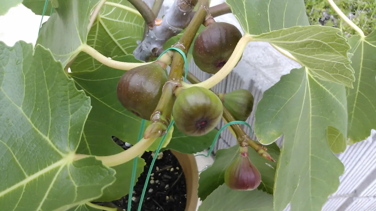 イチジクの栽培記録2018年 猛暑で大不作