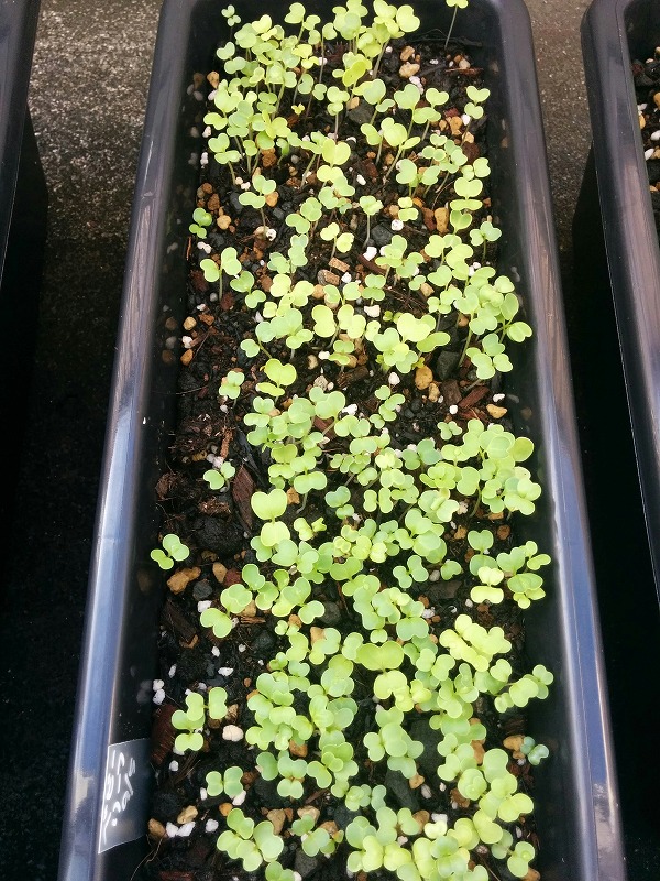 ベビーリーフ プランター編 - 園芸特集 - 株式会社 東 商