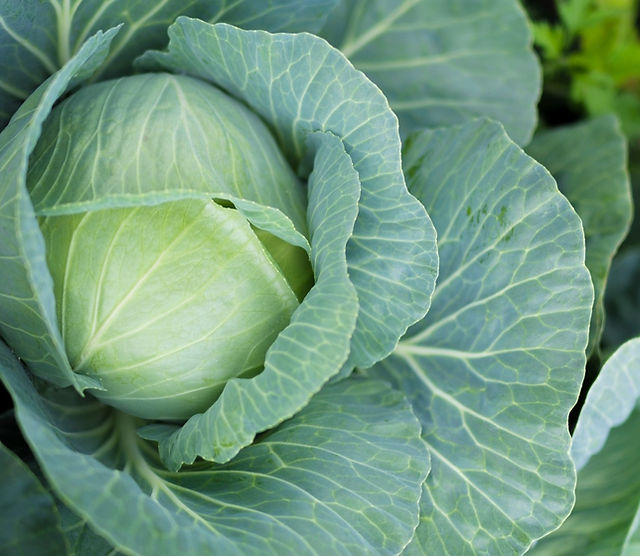 キャベツの栄養価は？保存方法や調理のコツもご紹介！デリッシュキッチン