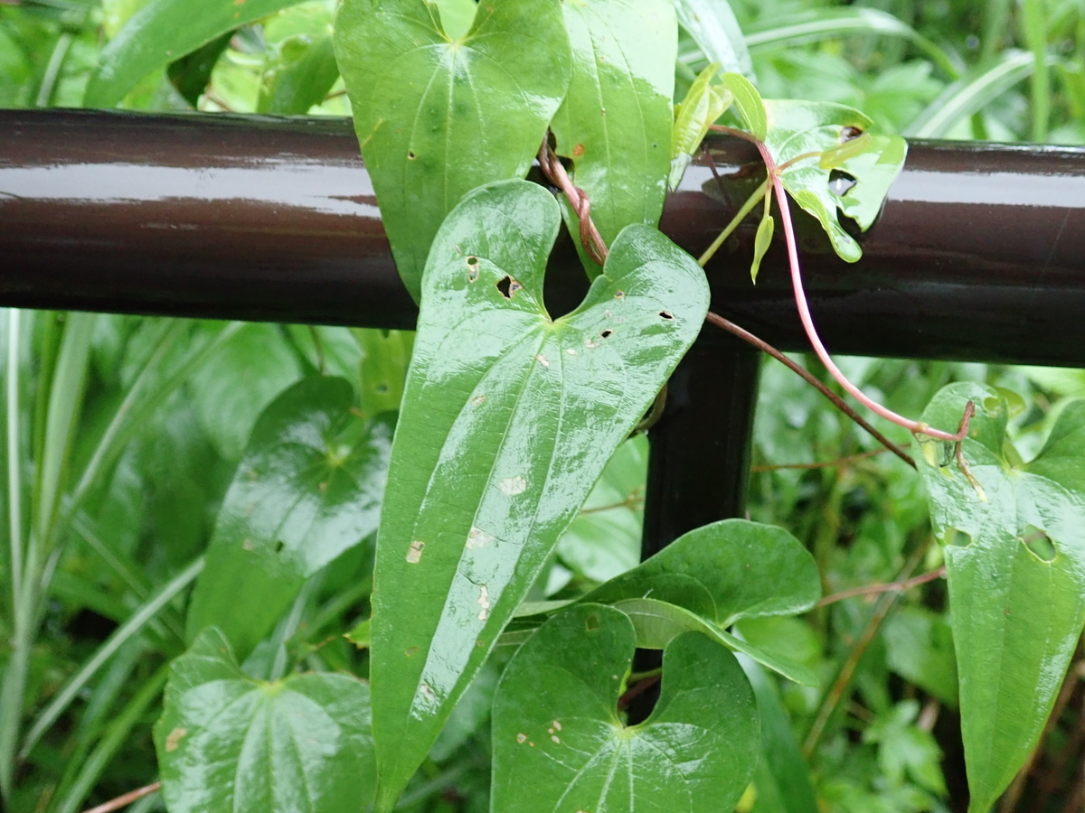ヤマノイモ科の葉を食べるキイロススメガの幼虫*☆*ハーブ栽培＆ミミズでエコライフ*☆*☆*