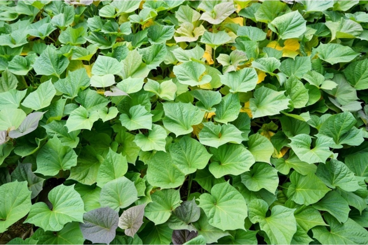 さつまいもの栽培：5月に定植したサツマイモが収穫時期です さつまいもの収穫の仕方有機栽培でおいしい野菜作り