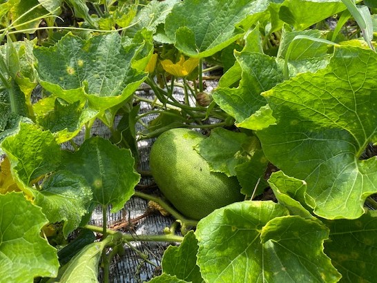 トコとわたしのやんばる移住日記:ミニ冬瓜の収穫