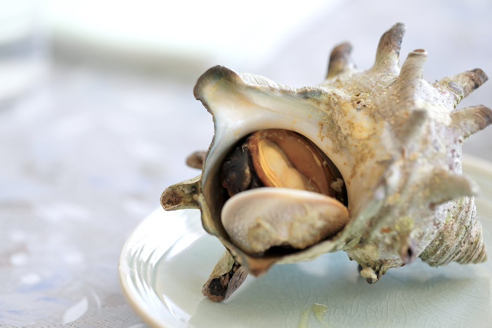 天然貝 シェル 約20g 貝 二枚貝 巻き貝 1〜3㎝ 夏 天然素材 ウェディング装飾 ハンドメイド 小さい貝 その他素材 sozaiya 通販14400790Creema クリーマ