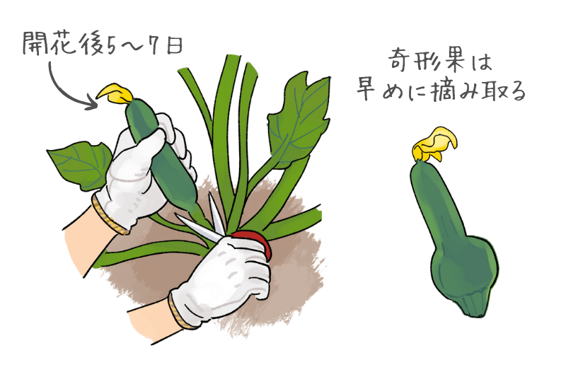 プロ農家向け ズッキーニの栽培方法とおすすめ肥料・農業資材