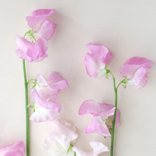 ピンクラムハナスタが提供する切花の画像検索サイト