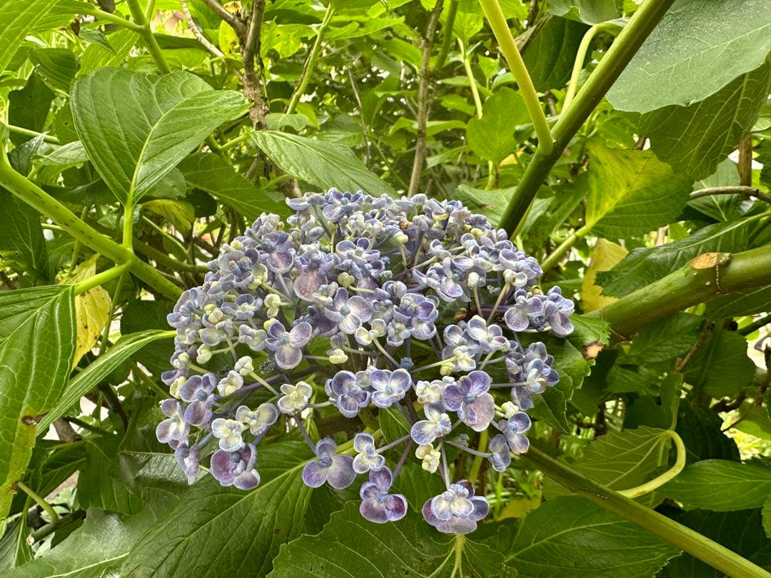 ポップコーンあじさいの写真素材 - PIXTA