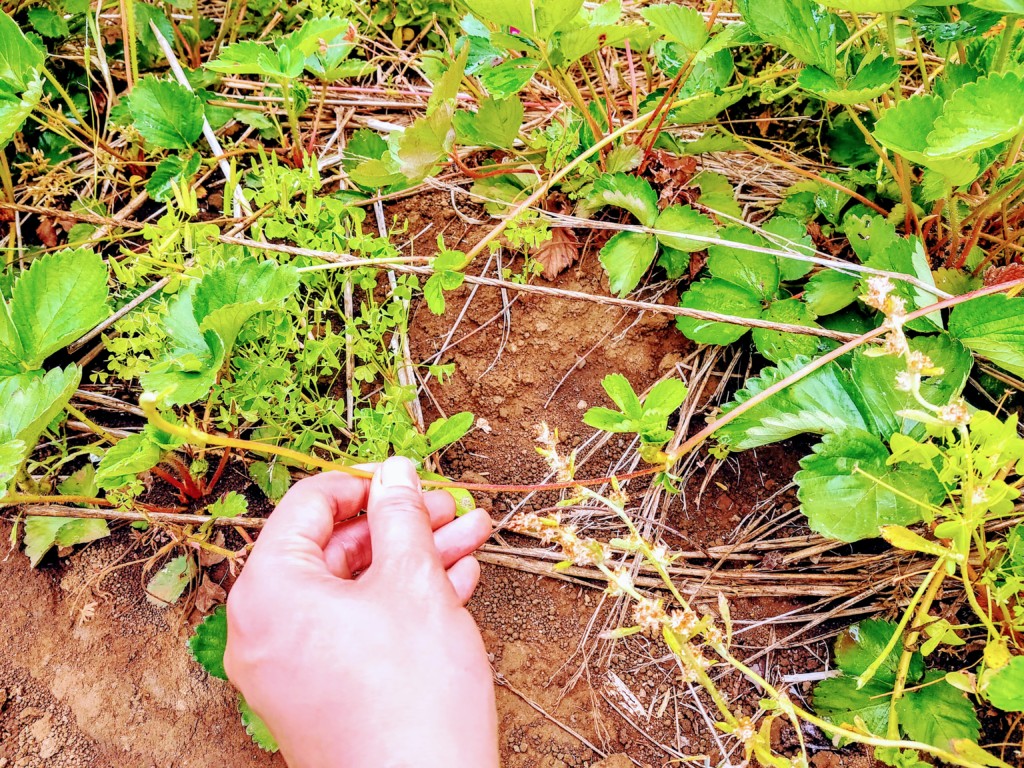 6月今が適期！イチゴのふやし方 株分け ガイド – 菜園ナビまとめ