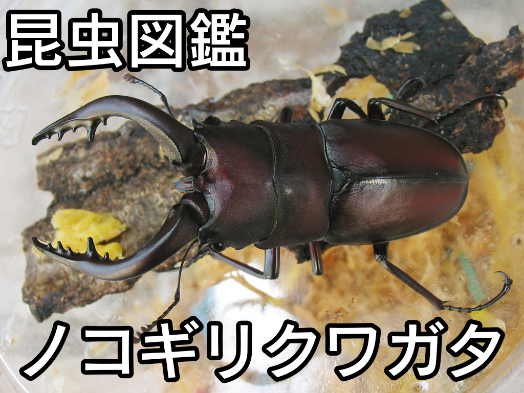 子供宛てに届いたノコギリクワガタ : natural field