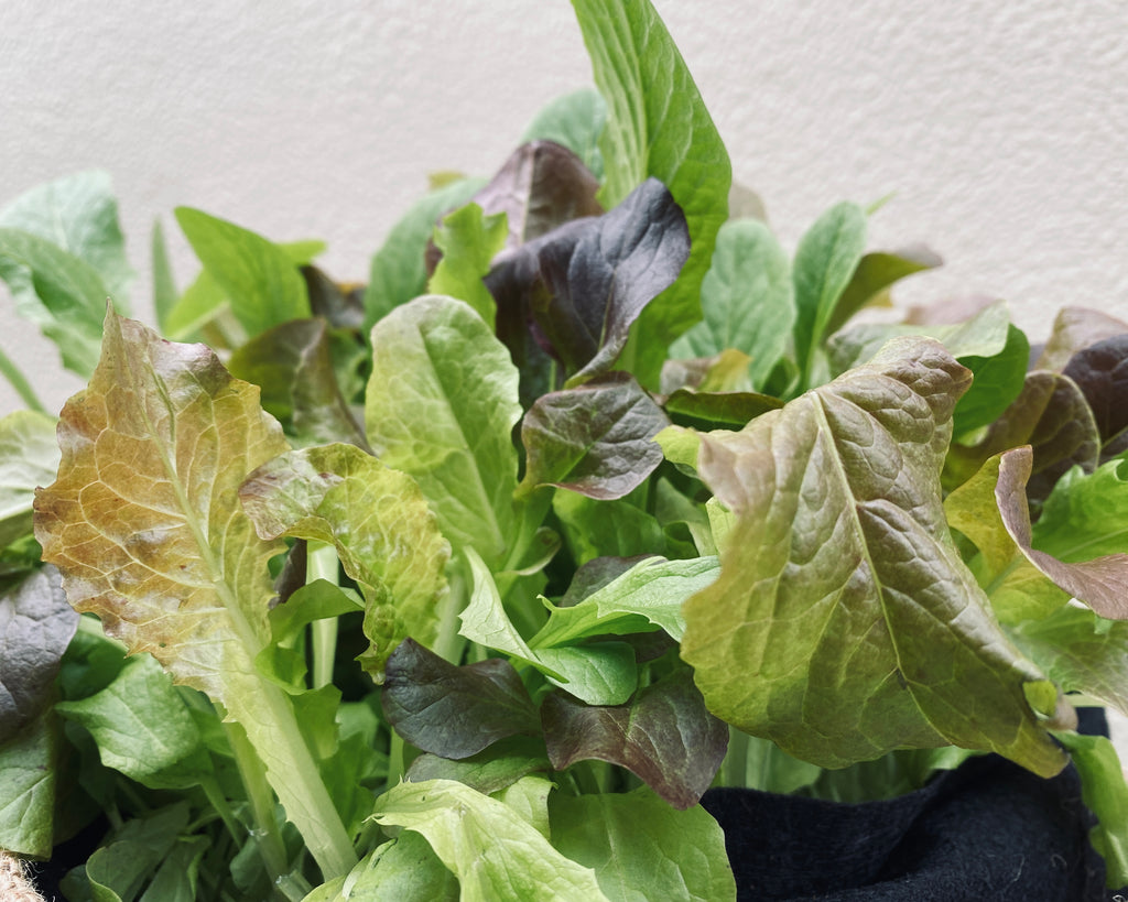 楽天市場 今なら水やりﾁｪｯｶｰ付き ベビーリーフ栽培キット 専用ミニプランター＋ミックスベビーリーフ種＋培養土＋栽培説明インドア マンションベランダ キッチン 播種から30〜40日ほどで収穫 栽培セット サスティー : 荒川種苗