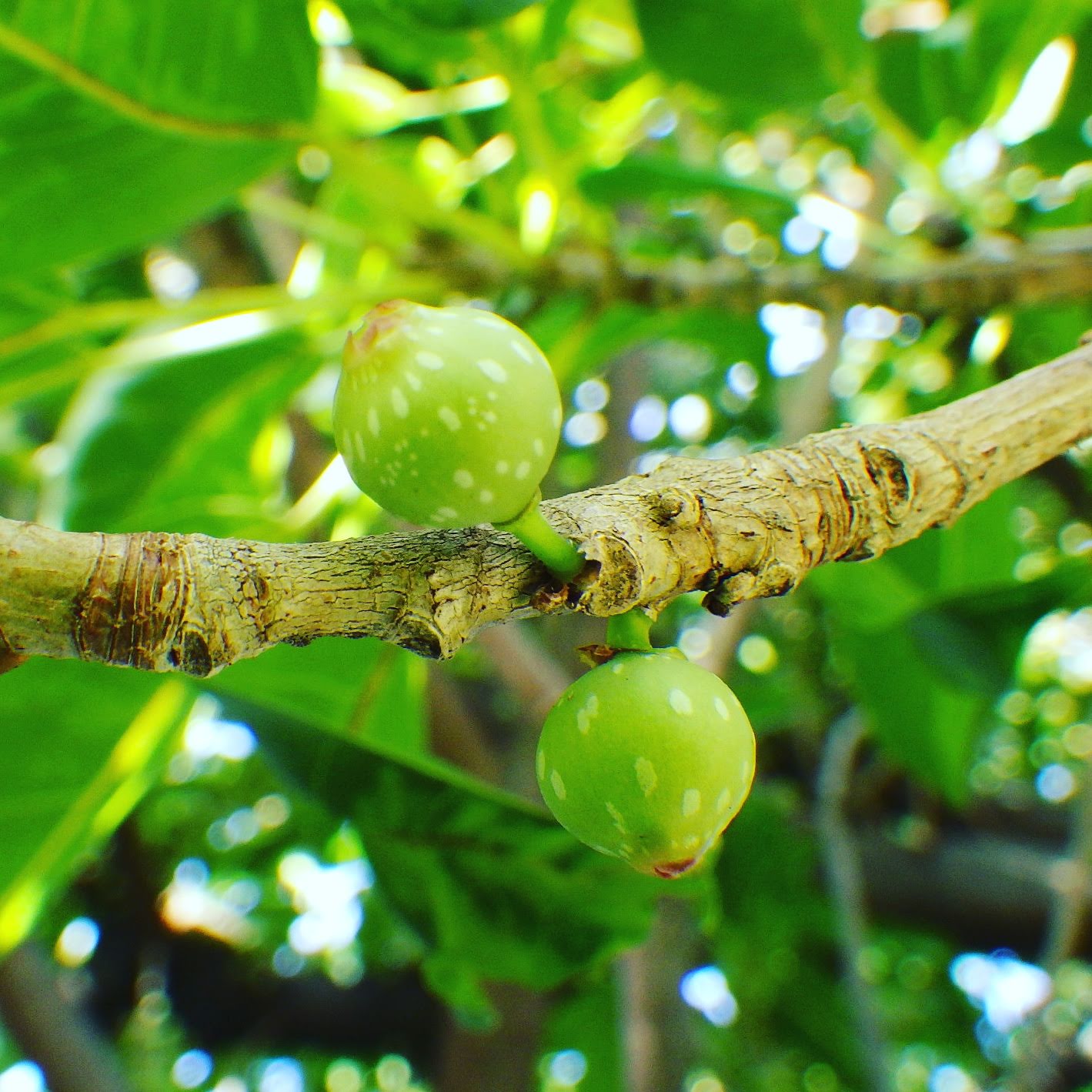 ガジュマルの花、どこにある!? 島ネタCHOSA班- 琉球新報デジタル