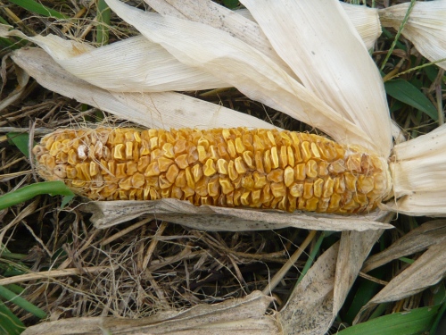 トウモロコシ とうもろこし の育て方・栽培方法LOVEGREEN ラブグリーン